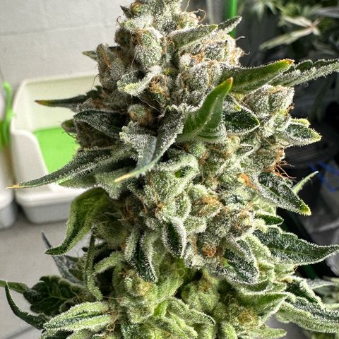CxLAZ #06 growlog photo: Harvest day