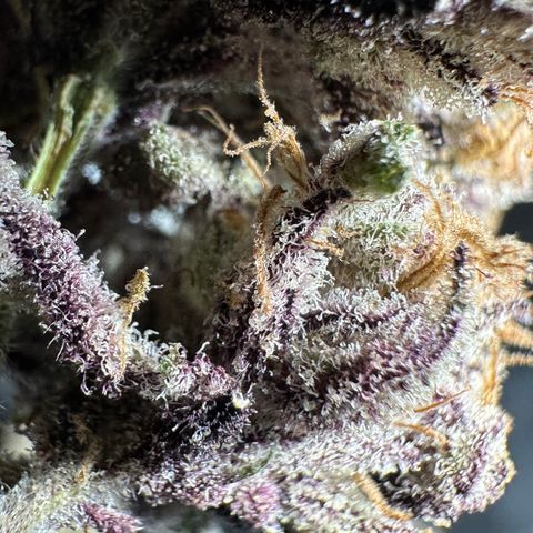 Misc x (LA Kush x Zkittles) #37 42.26g growlog photo: Nanners all over that I missed. Plant was on right side of tent where light was malfunctioning.