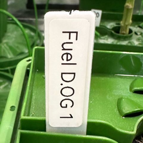 Fuel D.OG #1 Female 47.36g growlog timeline photo