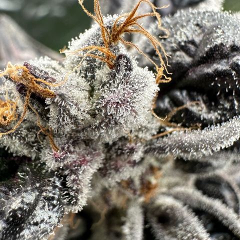 CxLAZ #03 45.52g growlog timeline photo