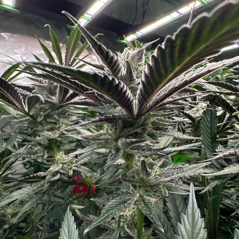 MiscxLAZ #22 C 42.33g growlog timeline photo