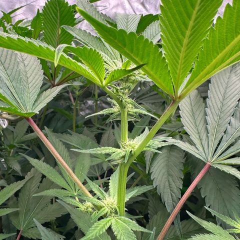CxLAZ #20 C1 25g growlog timeline photo