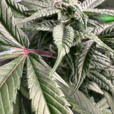 CxLAZ #03 C #1 58.58g growlog timeline photo