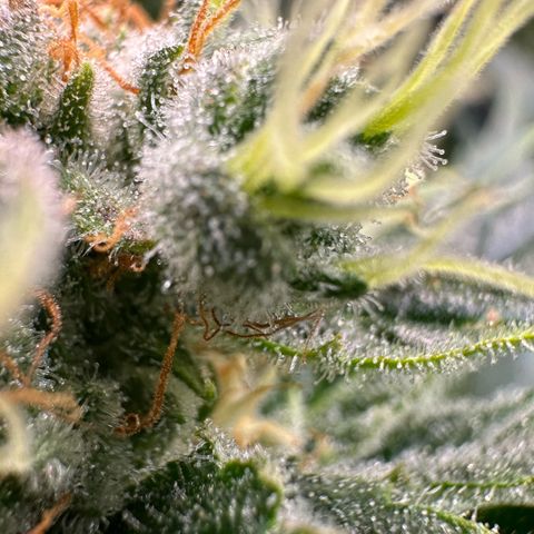 Fuel D.OG #1 Female 47.36g growlog timeline photo