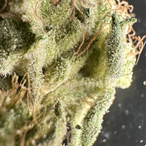 CxLAZ #20 13.7g growlog timeline photo