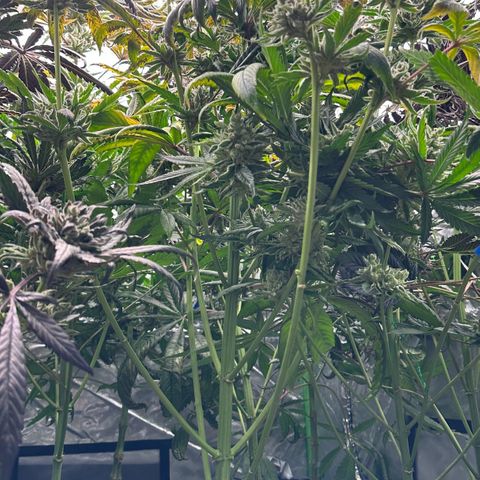Misc x (LA Kush x Zkittles) #26 60.7g growlog timeline photo