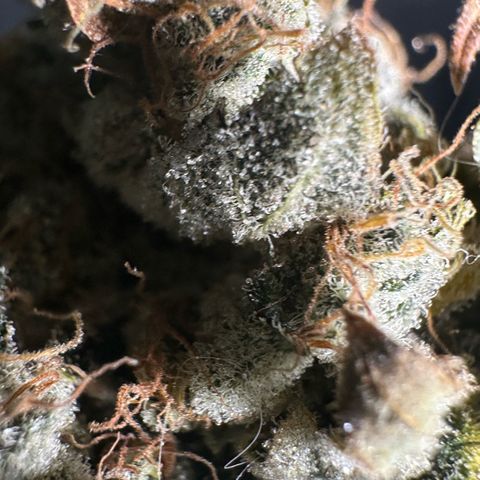 CxLAZ #15 52g growlog photo: Moved to plastic bag