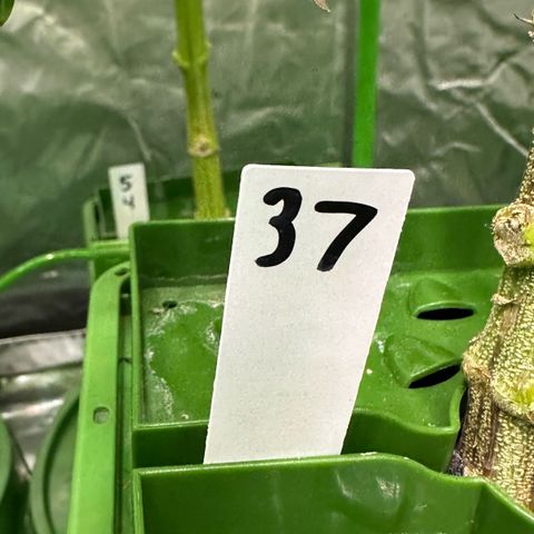 MiscxLAZ #37 C growlog timeline photo