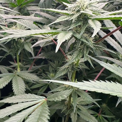 CxLAZ #03 C #1 58.58g growlog timeline photo