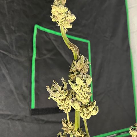 Misc x (LA Kush x Zkittles) #05 growlog timeline photo