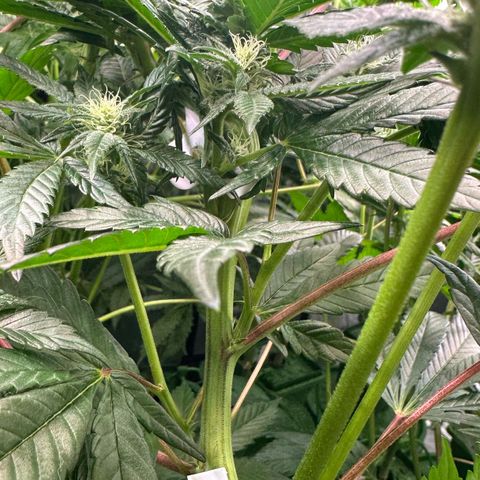 MiscxLAZ #29 C growlog timeline photo