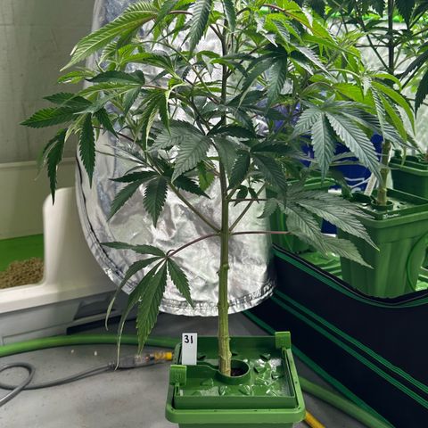 CxLAZ #31 C growlog photo: Lollipopped and flipped to flower