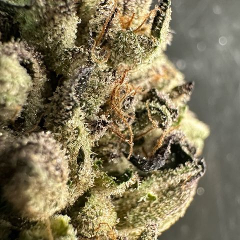 Misc x (LA Kush x Zkittles) #35 28.55g growlog timeline photo