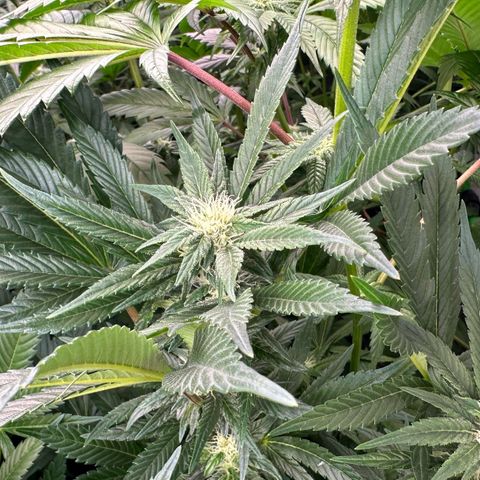Fuel D.OG #2 Female 49.44g M growlog timeline photo