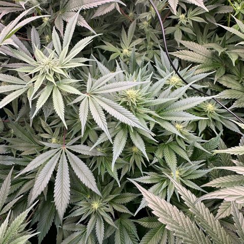 Fuel D.OG #1 Female 47.36g growlog timeline photo