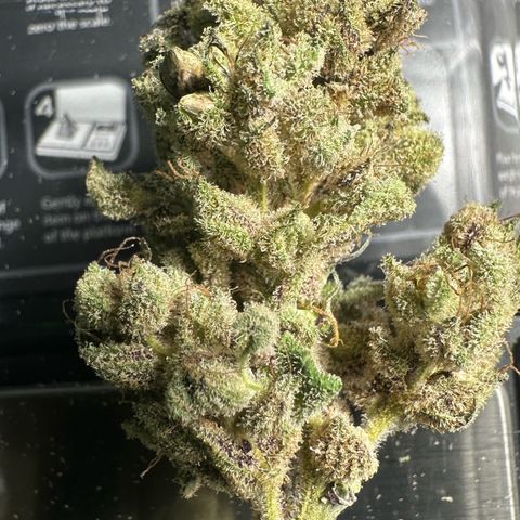 Misc x (LA Kush x Zkittles) #28 13.53g growlog timeline photo