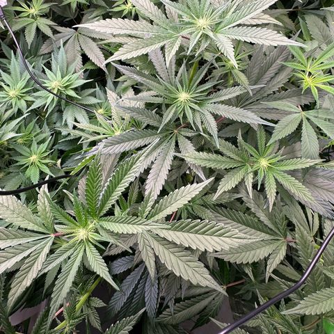 MiscxLAZ #29 C growlog timeline photo