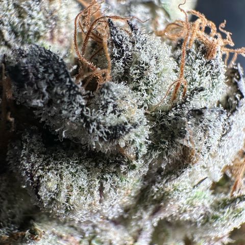 CxLAZ #31 58.75g growlog photo: Trimmed and moved to jar