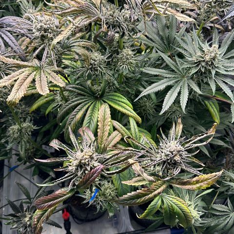 Misc x (LA Kush x Zkittles) #26 60.7g growlog timeline photo
