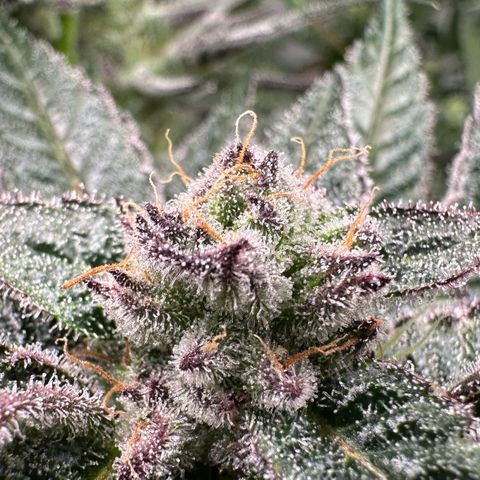 MiscxLAZ #22 C 42.33g growlog timeline photo