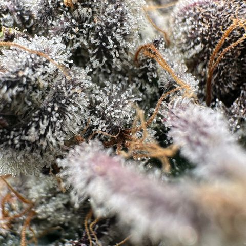 Misc x (LA Kush x Zkittles) #34 15.68g growlog timeline photo
