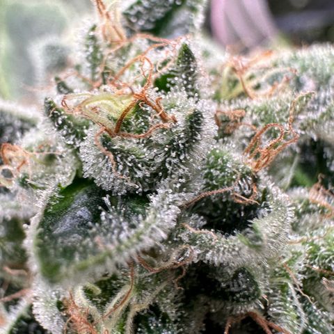 CxLAZ #20 13.7g growlog timeline photo
