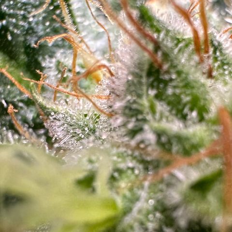 Fuel D.OG #1 Female 47.36g growlog timeline photo
