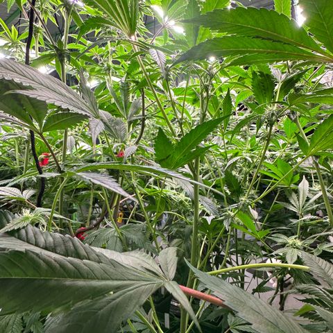 CxLAZ #31 C growlog timeline photo