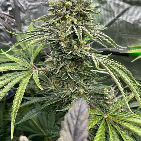 Misc x (LA Kush x Zkittles) #08 growlog timeline photo