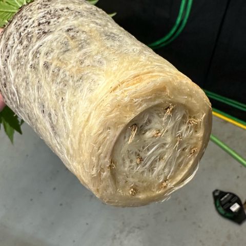 MiscxLAZ 5-4 34.63g growlog photo: Transplanted into 1 gal 