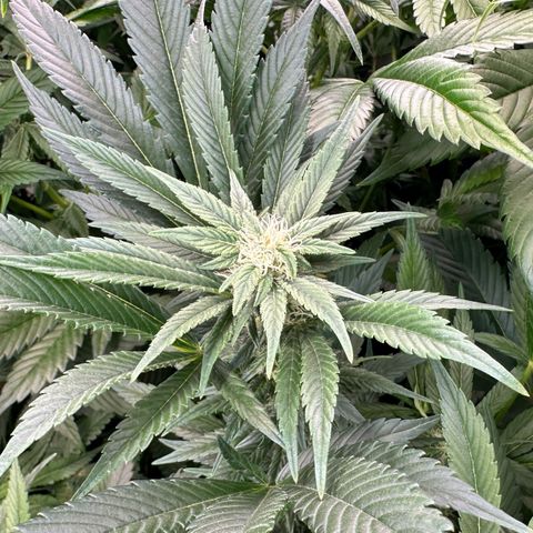 Fuel D.OG #2 Female 49.44g M growlog timeline photo
