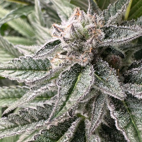 MiscxLAZ #29 C growlog timeline photo