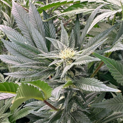 Fuel D.OG #2 Female 49.44g M growlog timeline photo