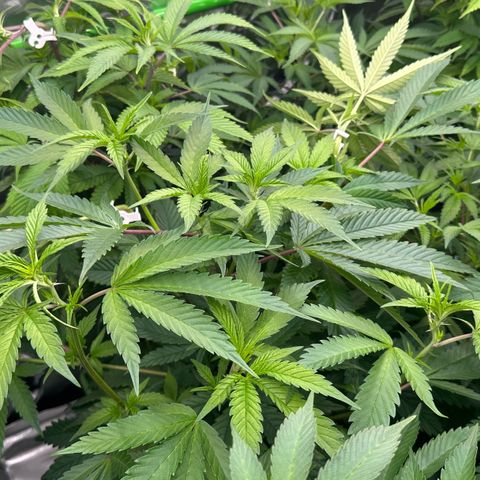 MiscxLAZ #22 C 42.33g growlog timeline photo