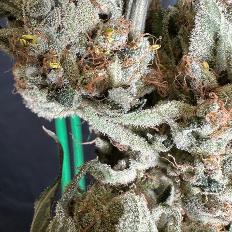 Misc x (LA Kush x Zkittles) #08 growlog photo: Moved to plastic bag