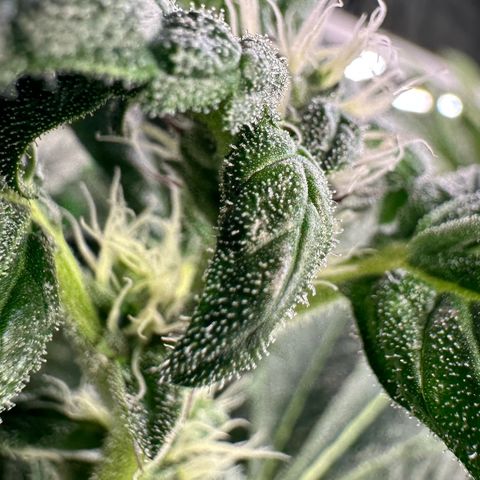 CxLAZ #31 C growlog timeline photo