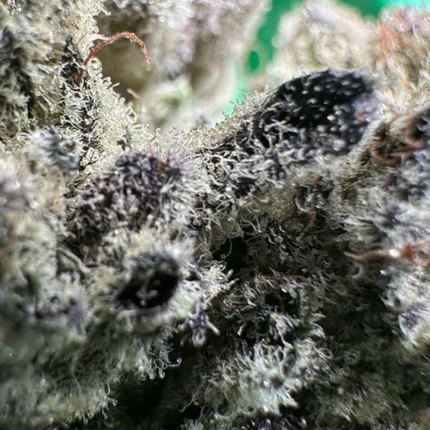 Misc x (LA Kush x Zkittles) #29 25.69g growlog timeline photo