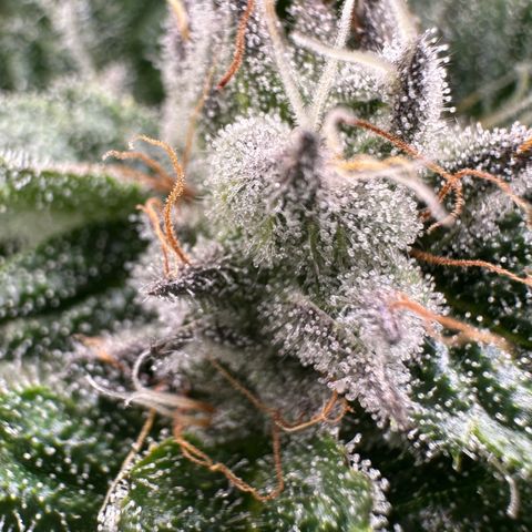 MiscxLAZ #29 C growlog timeline photo