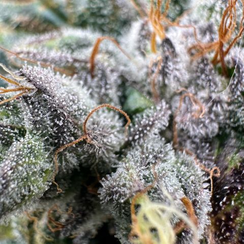 Misc x (LA Kush x Zkittles) #04 10.54g growlog timeline photo