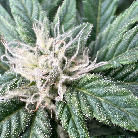 Fuel D.OG #2 Female 49.44g M growlog timeline photo