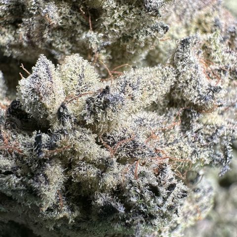 Misc x (LA Kush x Zkittles) #29 25.69g growlog timeline photo