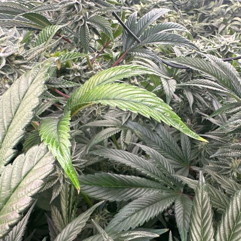 MiscxLAZ #26 C #1 47.15g growlog timeline photo