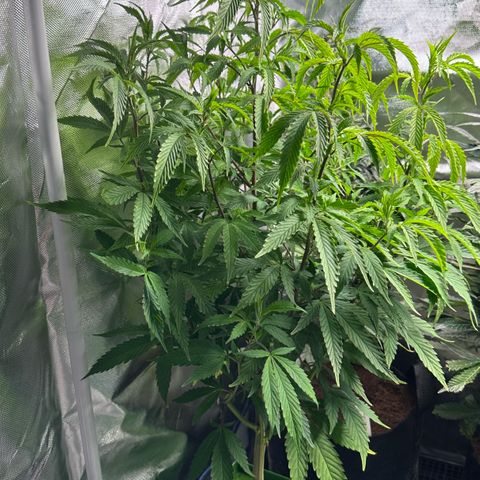 CxLAZ #15 C #1 growlog timeline photo