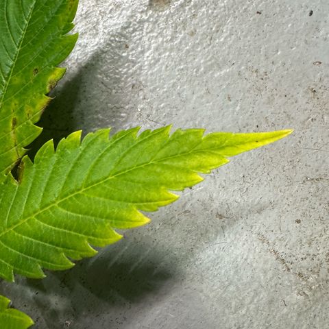 Fuel D.OG #1 Female 47.36g growlog photo: Some lower leaves started falling off