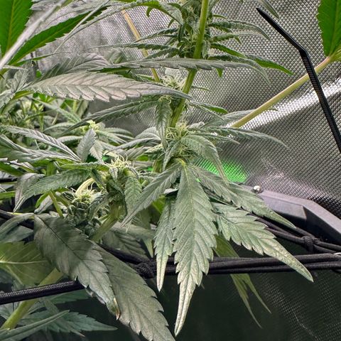 MiscxLAZ #08 C #1 growlog timeline photo