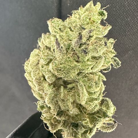 CxLAZ #24 37.13g growlog photo: Seeded bud