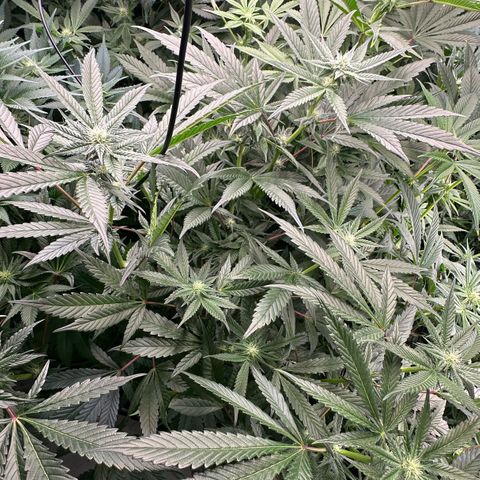 MiscxLAZ #29 C growlog timeline photo