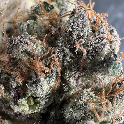 CxLAZ #31 58.75g growlog photo: Trimmed and moved to jar