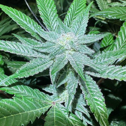 MiscxLAZ #29 C growlog timeline photo