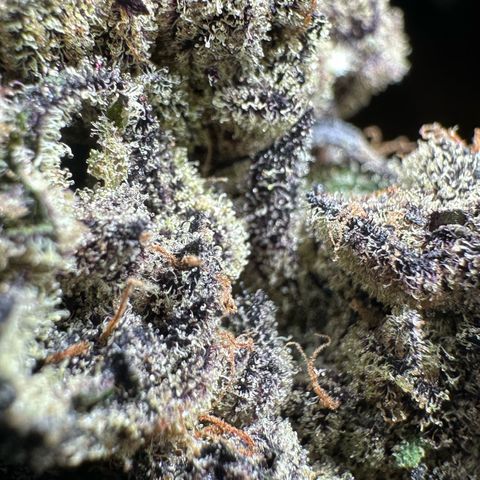 Misc x (LA Kush x Zkittles) #22 34.14g growlog timeline photo